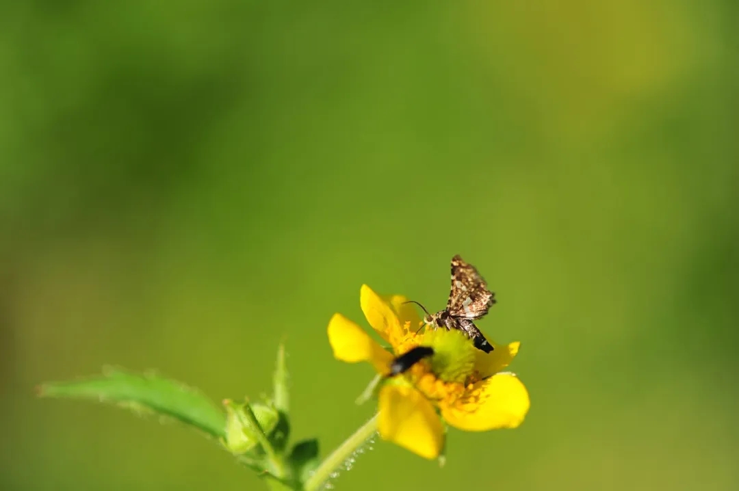 与野生动物一起拥抱春天1
